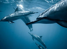 数据挖掘：12.0.1“午夜”测试服职业与技能平衡性调整